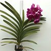 Ванда (Vanda  Dr.Anek 32 flower x(Gordon Dilllon-Ponpimol)) 